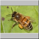 Apis mellifera - Honigbiene 07.jpg